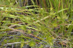 Gompholobium nitidum