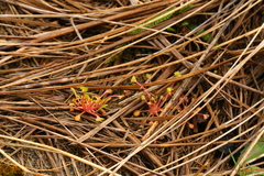 Claytonia rubra