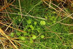 Claytonia rubra