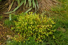 Claytonia rubra