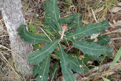 Banksia dentata