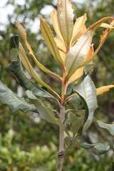 Banksia dentata