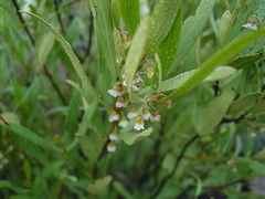Euclea sekhukhuniensis