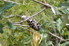 Banksia dentata