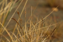 Poa macrantha