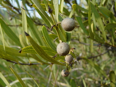 Euclea sekhukhuniensis