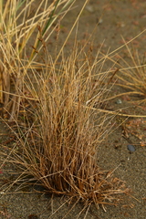 Poa macrantha