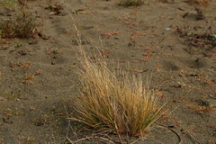 Poa macrantha