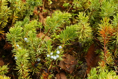 Juniperus rigida conferta