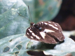 Aterica galene