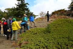 Juniperus rigida conferta