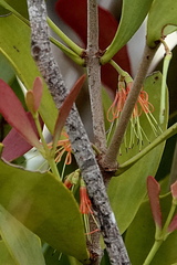 Lorantheae