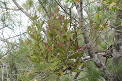 Lorantheae
