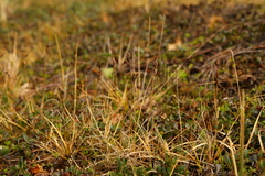 Carex pansa