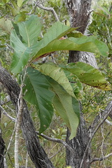 Deplanchea tetraphylla