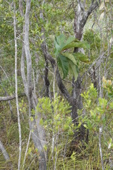 Deplanchea tetraphylla