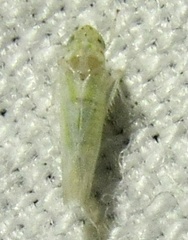 Zyginama tripunctata
