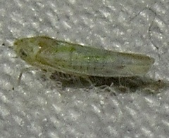 Zyginama tripunctata