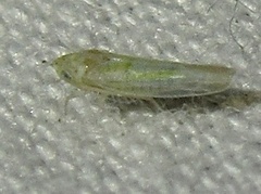 Zyginama tripunctata