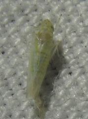 Zyginama tripunctata