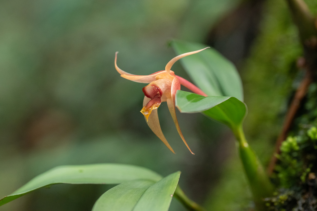 Dendrobium fuscescens Griff.