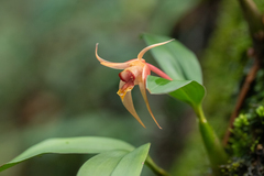 Dendrobium fuscescens