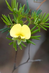 Gompholobium nitidum