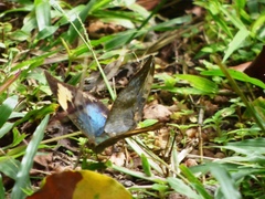Bebearia sophus sophus