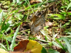 Bebearia sophus sophus