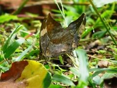 Bebearia sophus sophus