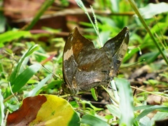 Bebearia sophus sophus