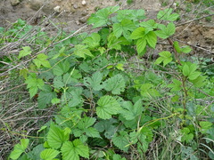 Humulus lupulus