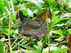 Bebearia sophus sophus