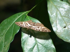 Catuna angustatum
