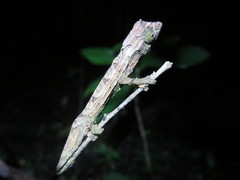 Rieppeleon brevicaudatus