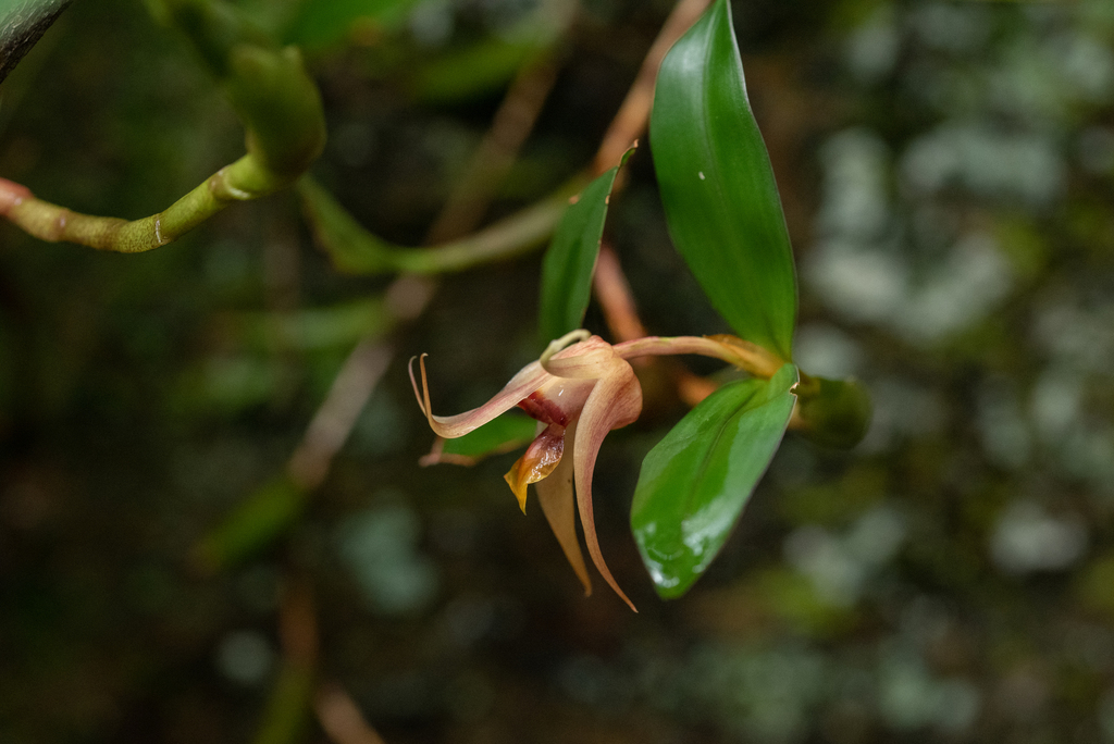Dendrobium fuscescens Griff. 2