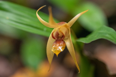 Dendrobium fuscescens