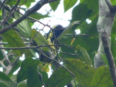 Buccanodon duchaillui
