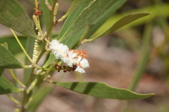 Acacia calyculata