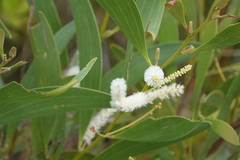 Acacia calyculata