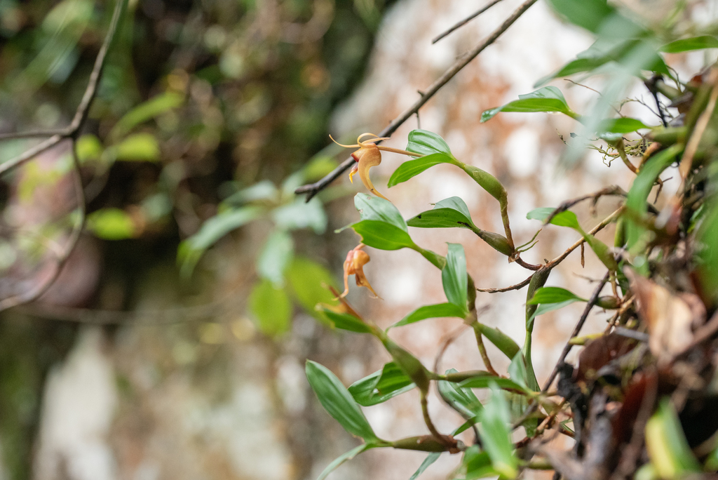 Dendrobium fuscescens Griff. 3