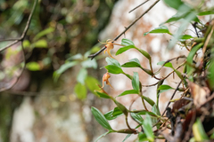Dendrobium fuscescens