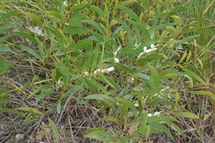 Acacia calyculata