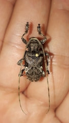 Lagocheirus araneiformis