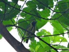 Buccanodon duchaillui