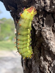 Opodiphthera eucalypti