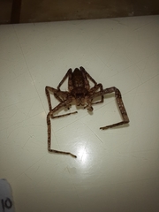 Heteropodinae