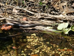Cubophis cantherigerus