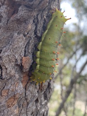 Opodiphthera eucalypti