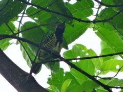 Buccanodon duchaillui